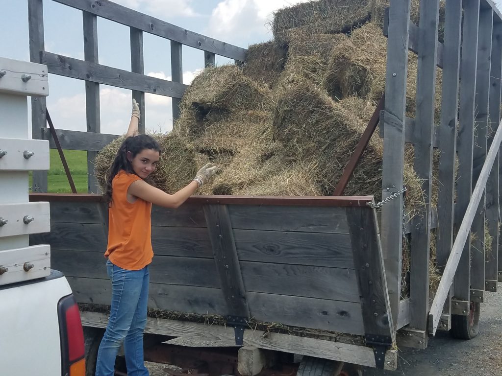 wagon full of hay to be unloaded