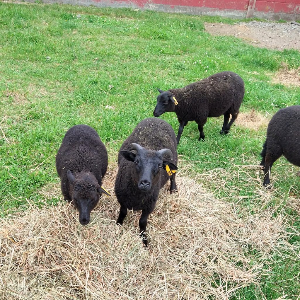 black welsh mountain sheep lambs eating hay