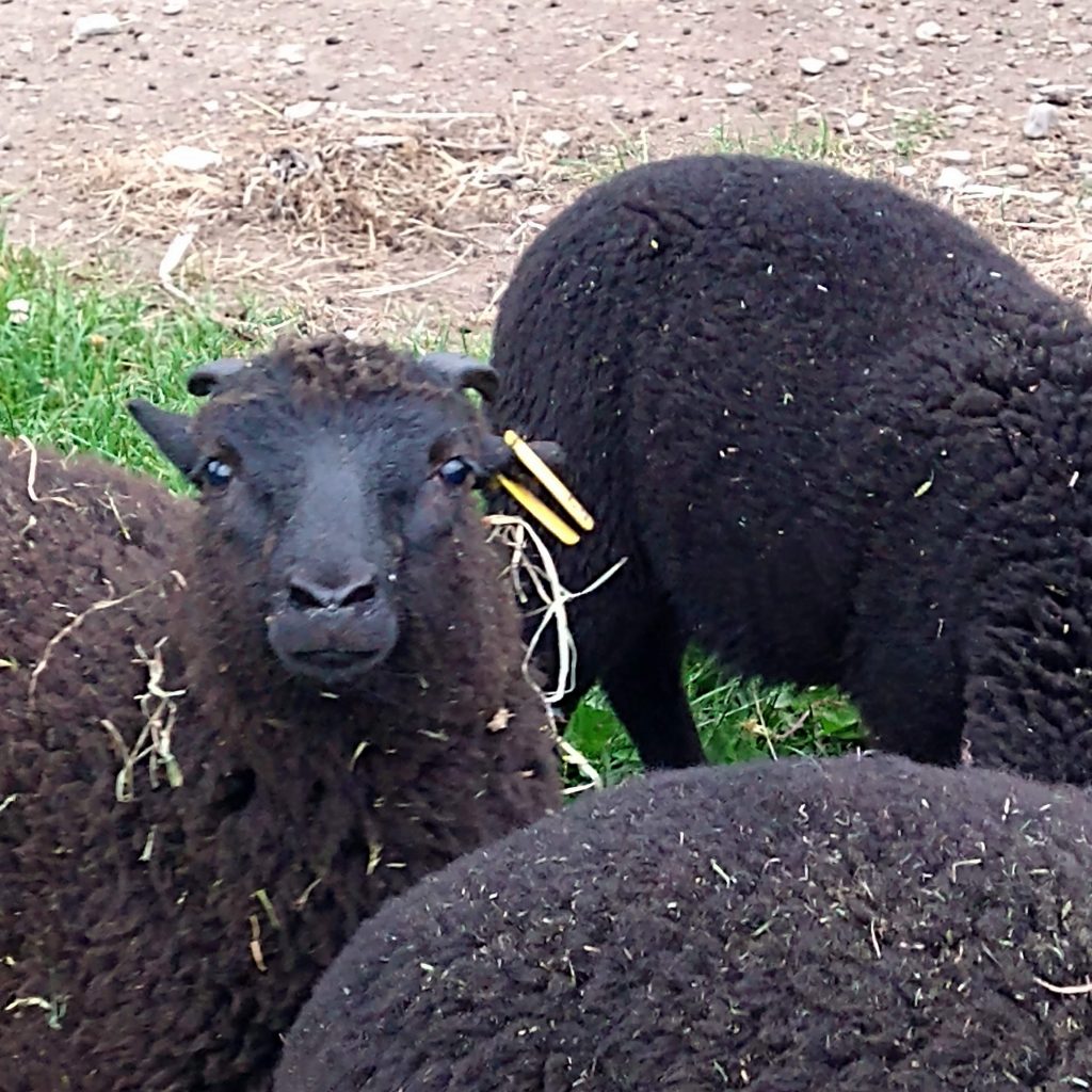 2023 black welsh mountain sheep ram lamb