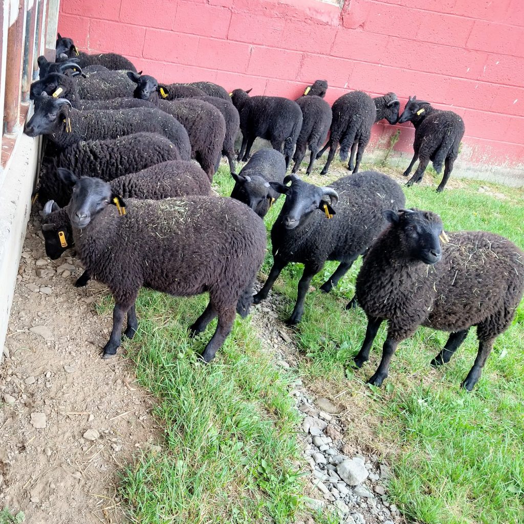 2023 lambs - black welsh mountain sheep