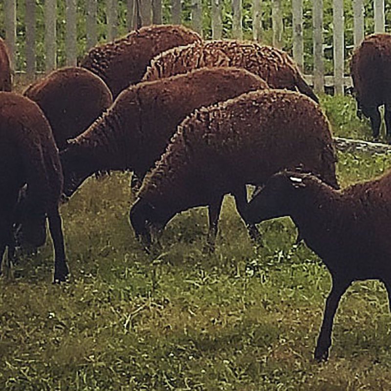 Black Welsh Mountain sheep on pasture